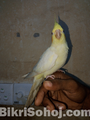 Cockatiel